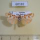 60182p Arctiidae Cyana costifimbria Vietnam $6
