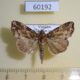 60192p Noctuidae Callopistria maillardi Vietnam $5