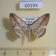 60194p Geometridae Nadagara inordinata Vietnam $6