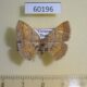 60196p Geometridae Heterostegane sp. Vietnam $4