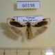 60198p Arctiidae Thysanoptyx incurvata Vietnam $6
