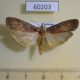 60203p Pyralidae sp. Vietnam $4