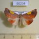 60204p Pyralidae Orybina flaviplaga Vietnam $9