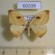 60209p Drepanidae Callidrepana patrana Vietnam $6