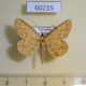 60215p Geometridae Synegia imitaria Vietnam $4