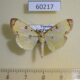 60217p Crambidae Botyodes patulalis Vietnam $5