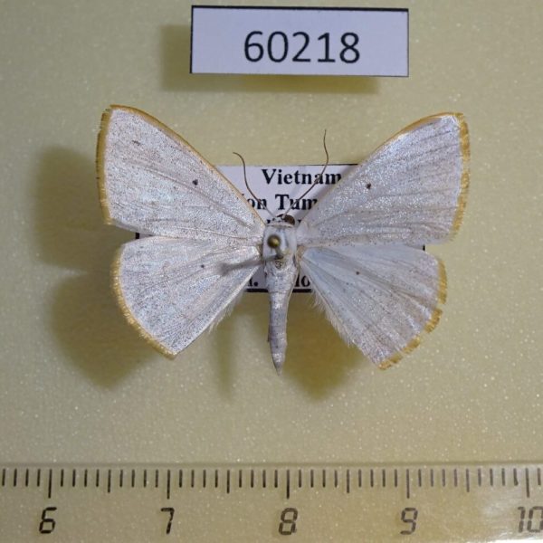 Geometridae Lomographa sp. anoxys Vietnam