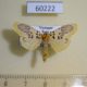 60222p Arctiidae Stigmatophora palmata Vietnam $7