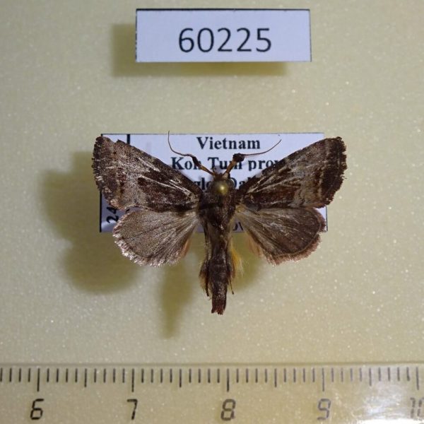 Noctuidae Elusa antennata Vietnam