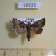 60225p Noctuidae Elusa antennata Vietnam $4