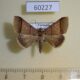 60227p Noctuidae Plecoptera recta Vietnam $5