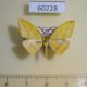 60228p Geometridae Heterolocha biplagiata Vietnam $4