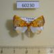 60230p Noctuidae Siglophora ferreilutea Vietnam $5