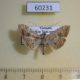 60231p Crambidae Glyphodes sp. Vietnam $5