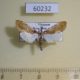 60232p Pyralidae sp. Vietnam $5