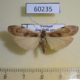 60235p Arctiidae Macotasa tortricoides f Vietnam $6