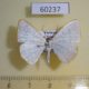 60237p Geometridae Lomographa sp. anoxys Vietnam $5