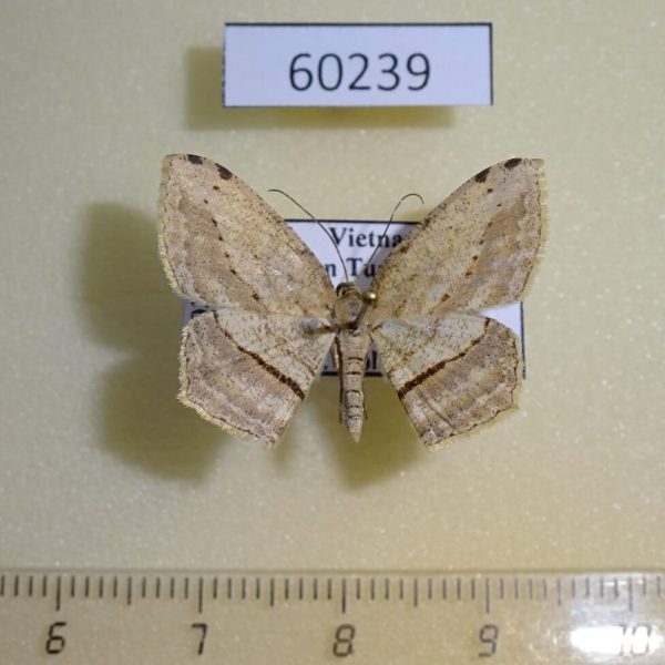Geometridae Calletaera postvittata Vietnam