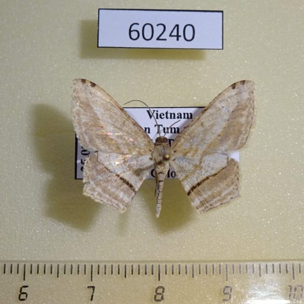 Geometridae Calletaera postvittata Vietnam