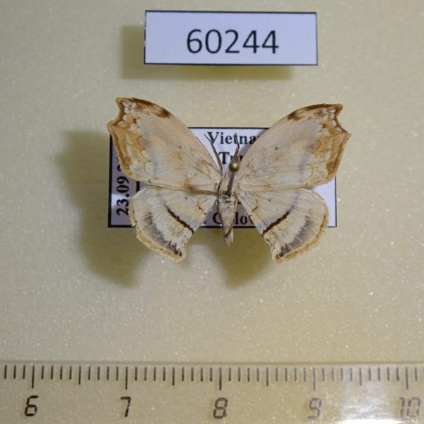 Drepanidae Auzata sp. Vietnam