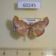 60245p Geometridae sp. Vietnam $5