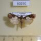 60250p Pyralidae sp. Vietnam $6