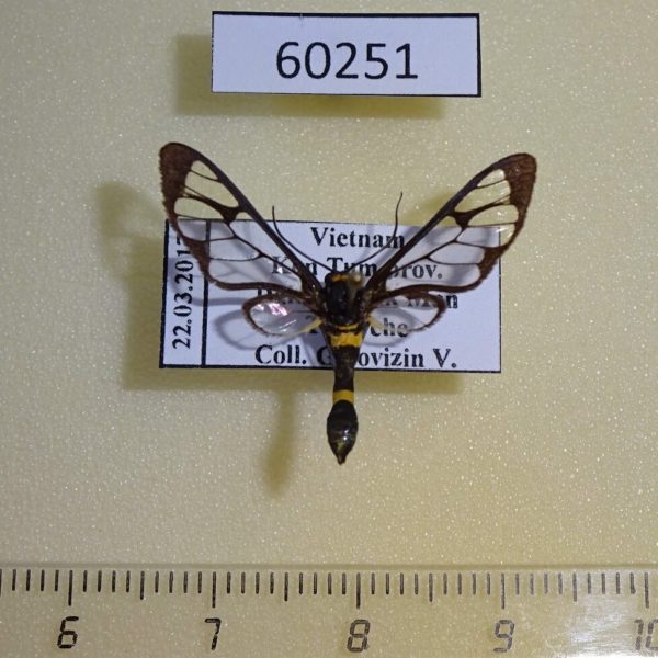 Arctiidae Syntomoides imaon Vietnam