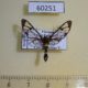 60251p Arctiidae Syntomoides imaon Vietnam $6