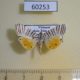 60253p Crambidae Dichocrocis zebralis Vietnam $9