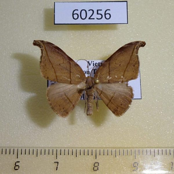 Drepanidae Nordstromia semililacina f Vietnam