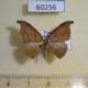 60256p Drepanidae Nordstromia semililacina f Vietnam $4