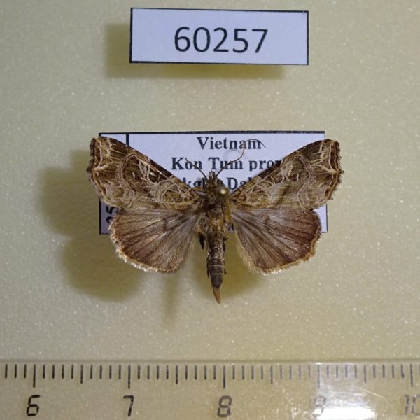 Noctuidae Callopistria pulchrilinea Vietnam