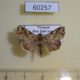 60257p Noctuidae Callopistria pulchrilinea Vietnam $4