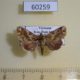 60259p Noctuidae Callopistria pulchrilinea Vietnam $5