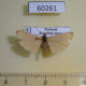 60261p Arctiidae Brunia sarawaca Vietnam $6