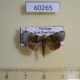 60265p Noctuidae Lasiolopha saturata Vietnam $7