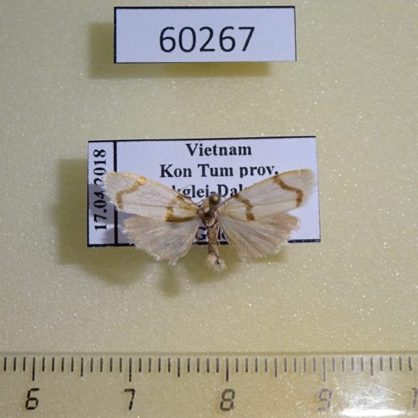Arctiidae Padenia obliquifascia Vietnam