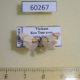 60267p Arctiidae Padenia obliquifascia Vietnam $8