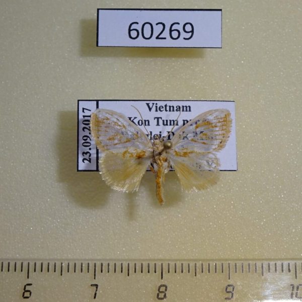 Limacodidae Narosa sp. Vietnam