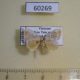 60269p Limacodidae Narosa sp. Vietnam $8
