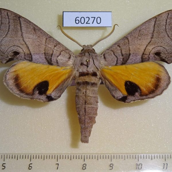 Sphingidae Gynoeryx meander Madagascar
