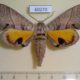 60270p Sphingidae Gynoeryx meander Madagascar $40