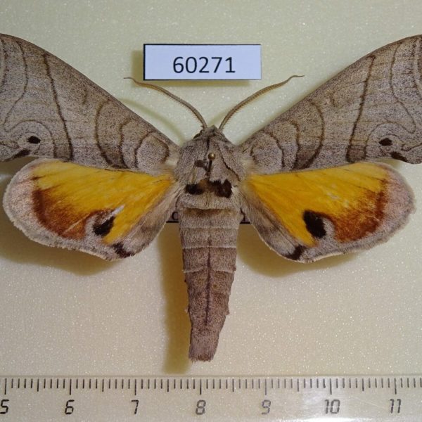 Sphingidae Gynoeryx meander Madagascar