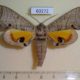 60272p Sphingidae Gynoeryx meander Madagascar $40