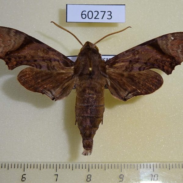 Sphingidae Temnora palpalis Madagascar