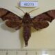 60273p Sphingidae Temnora palpalis Madagascar $14