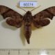 60274p Sphingidae Temnora palpalis Madagascar $10