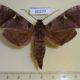 60277p Sphingidae Maassenia heydeni Madagascar $14