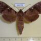 60278p Sphingidae Maassenia heydeni Madagascar $14