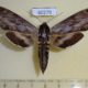 60279p Sphingidae Sphinx poecila Canada $15